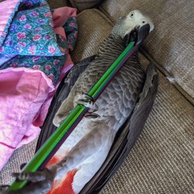 african grey parrot for sale by owner