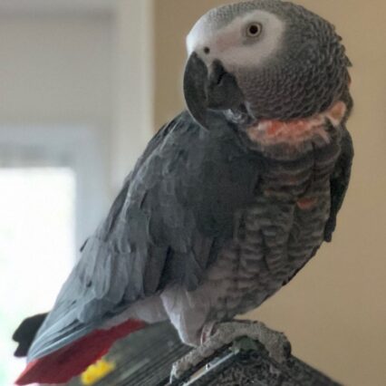 baby african grey parrot for sale