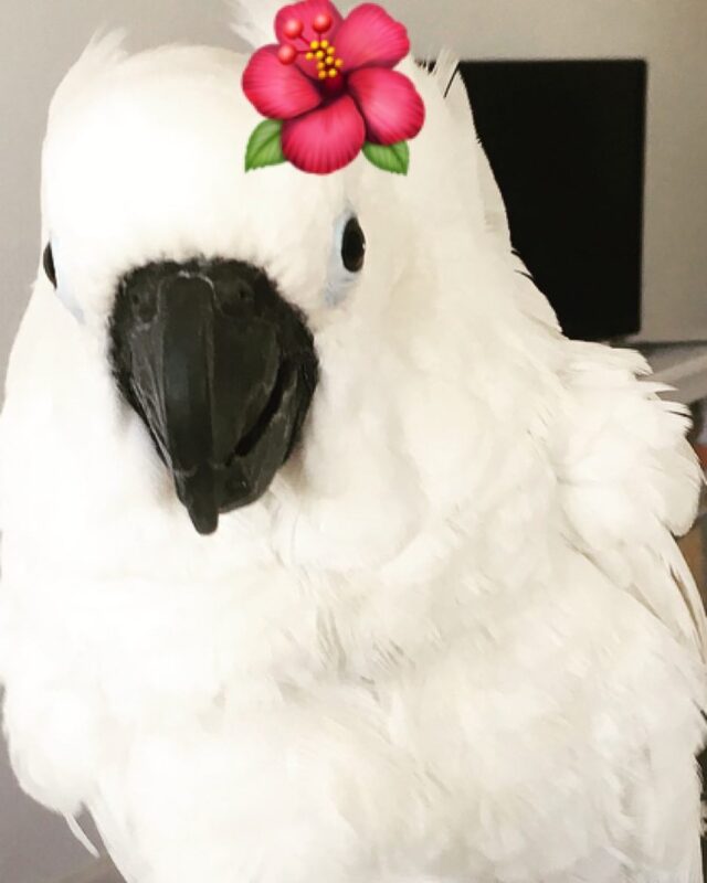 major mitchell cockatoo parrot for sale