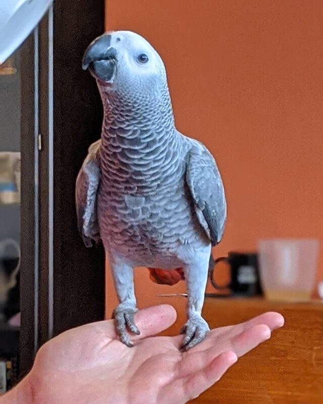 talking african grey parrot for sale