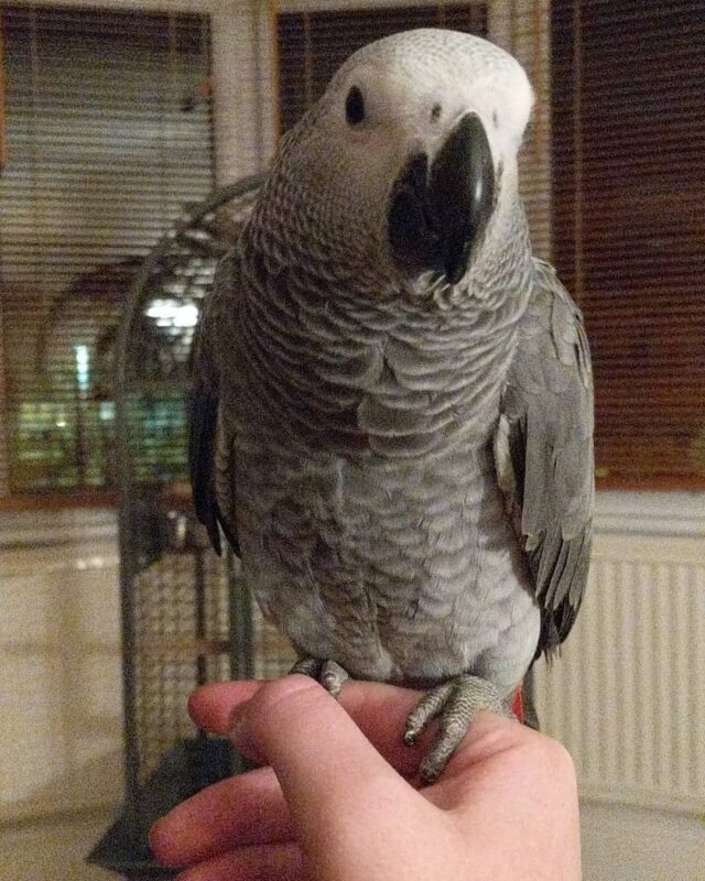 talking african grey parrot for sale