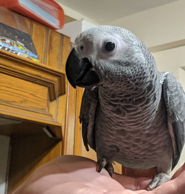 talking african grey parrot for sale