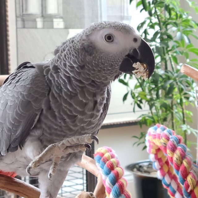 congo african grey parrot for sale