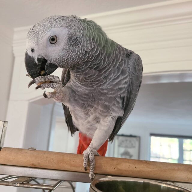 congo african grey parrot for sale