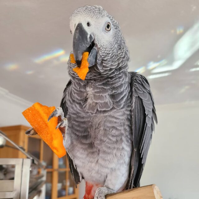 congo african grey parrot for sale