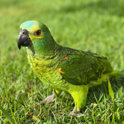 blue fronted amazon parrot for sale