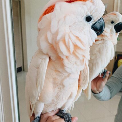 umbrella cockatoo parrots for sale