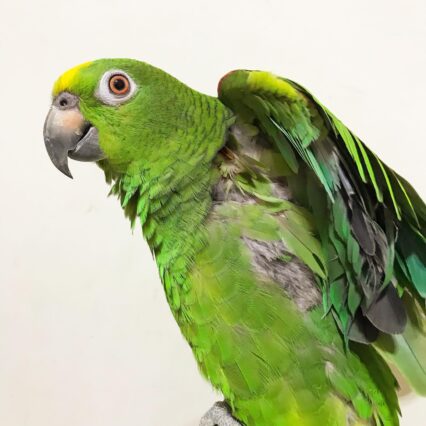 green amazon parrot for sale