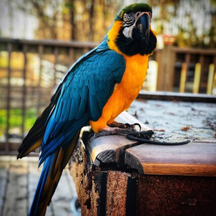 blue macaw parrot for sale