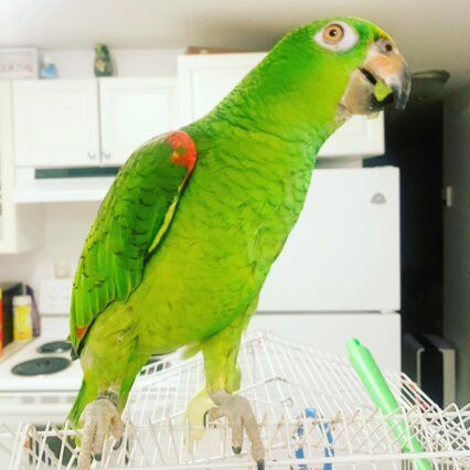 baby amazon parrot for sale