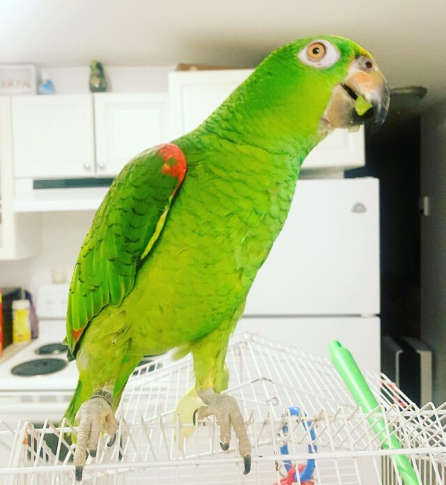 baby amazon parrot for sale