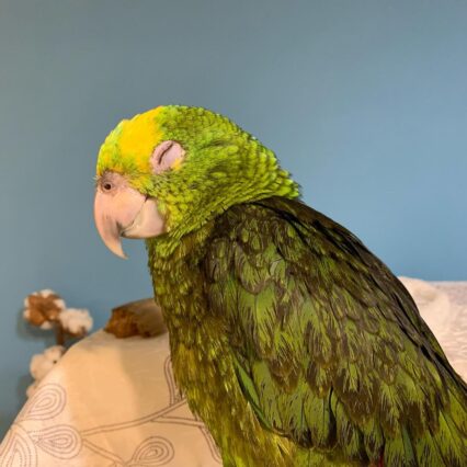 yellow naped amazon parrot for sale