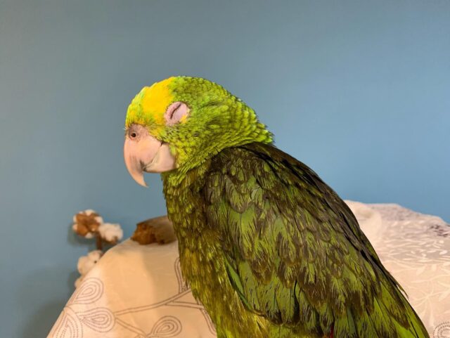 yellow naped amazon parrot for sale