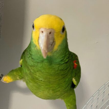 yellow headed amazon parrot for sale