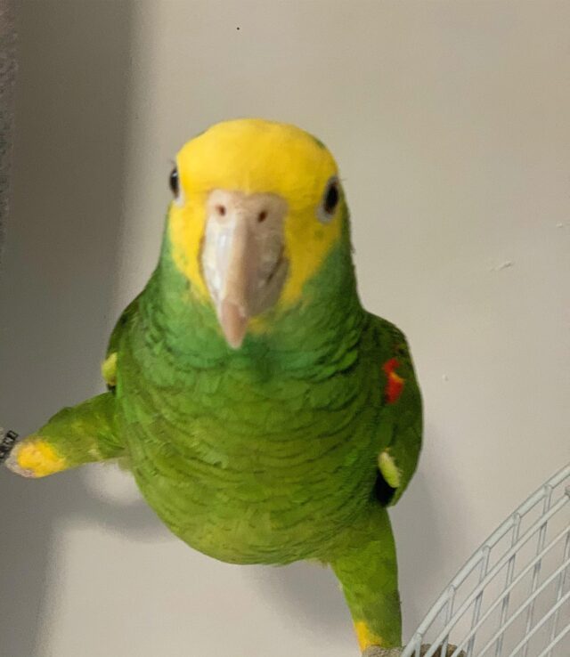 yellow headed amazon parrot for sale