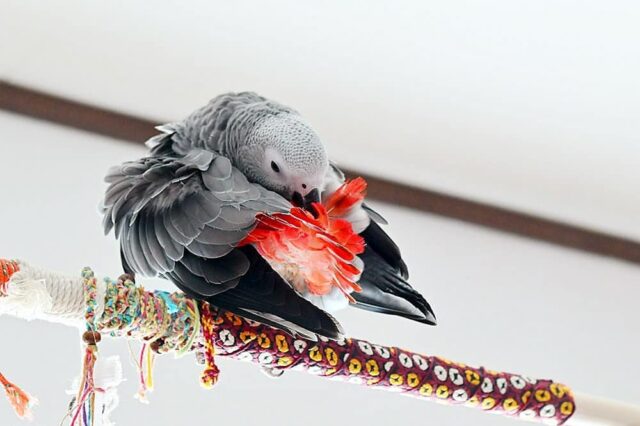 african grey bird for sale