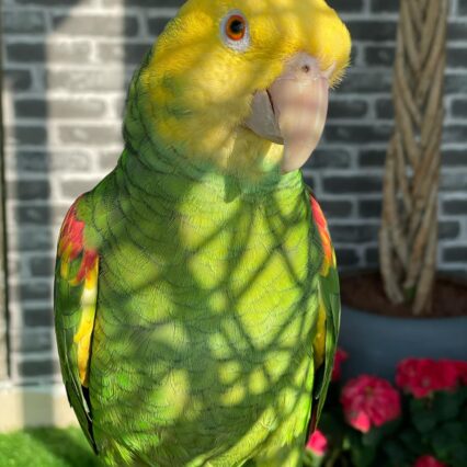 amazon yellow head parrot for sale