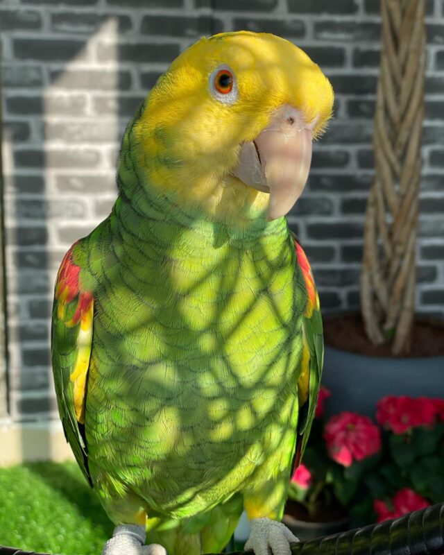 amazon yellow head parrot for sale