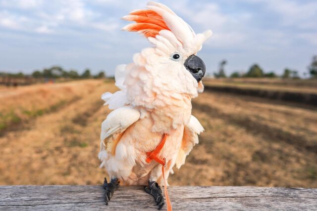 umbrella cockatoo bird for sale