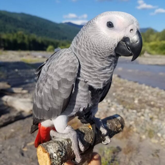 cheap african grey parrots for sale