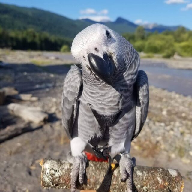 cheap african grey parrots for sale