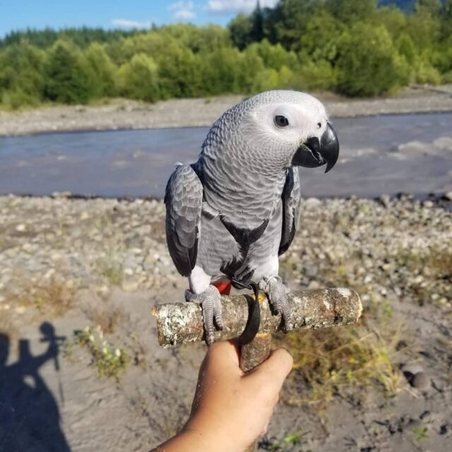 cheap african grey parrots for sale