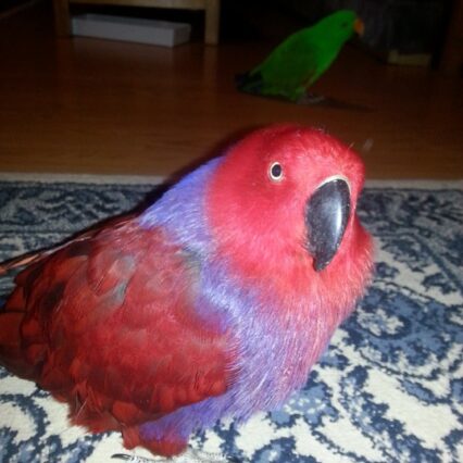 Registered electus parrots for sale