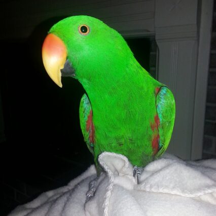 electus parrot for sale