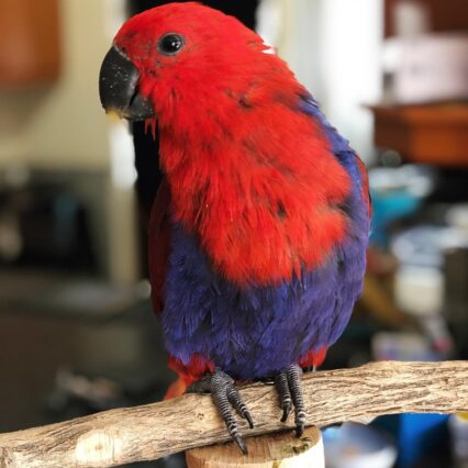 Cheap electus parrots for sale