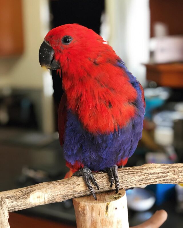 Cheap electus parrots for sale