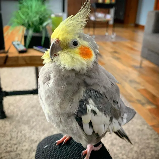 cockatiel parrot for sale