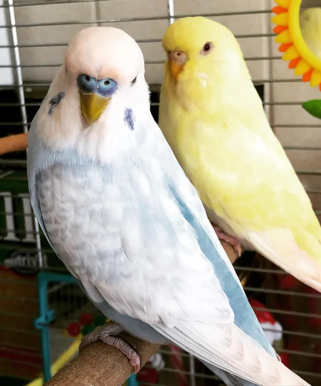 lineolated parakeet birds for sale