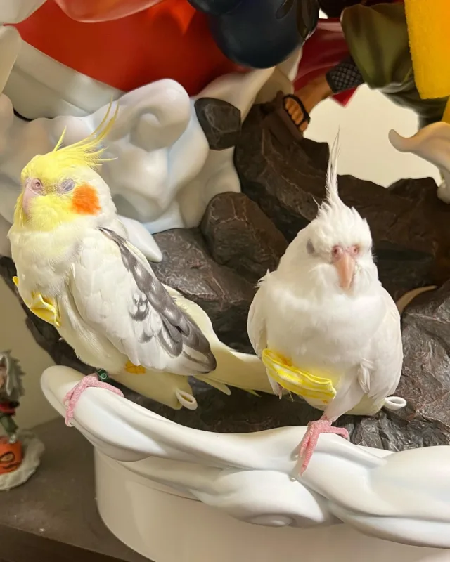 white cockatiel bird for sale