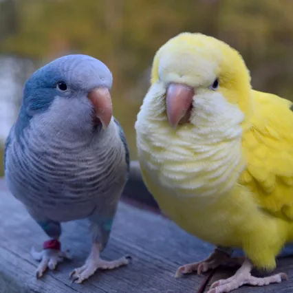 blue quaker parrot for sale