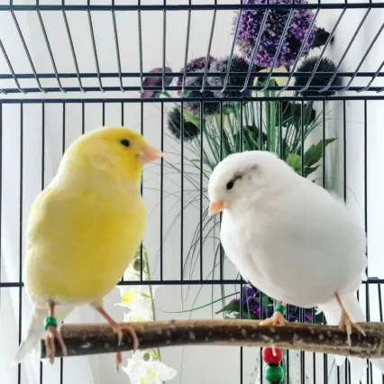 canary bird for sale near me