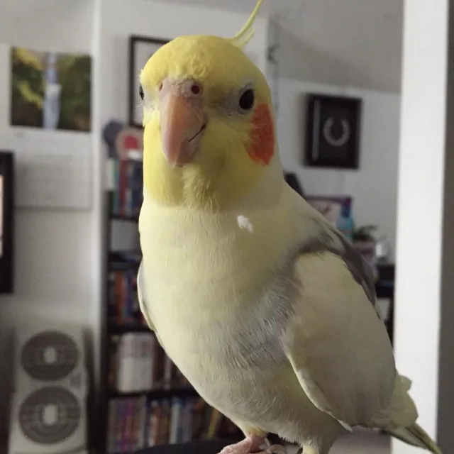 cockatiel parrots for sale