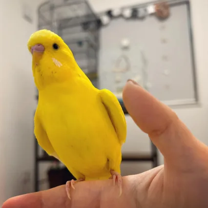 yellow cockatiel bird for sale