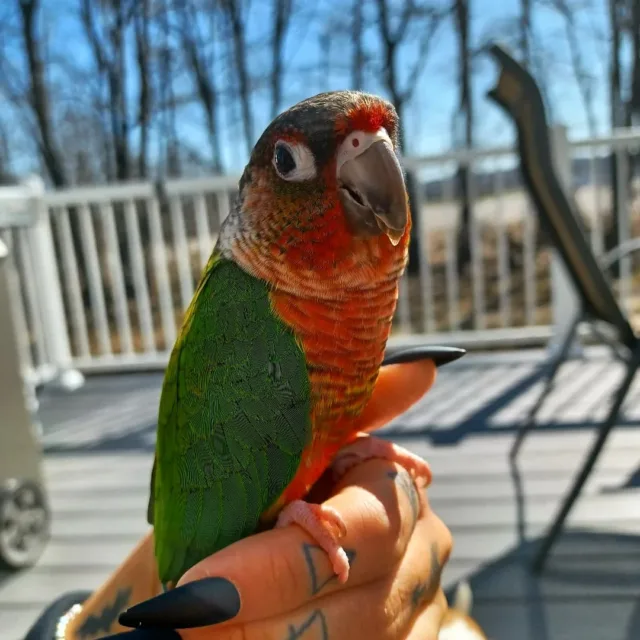 jenday conure parrot for sale