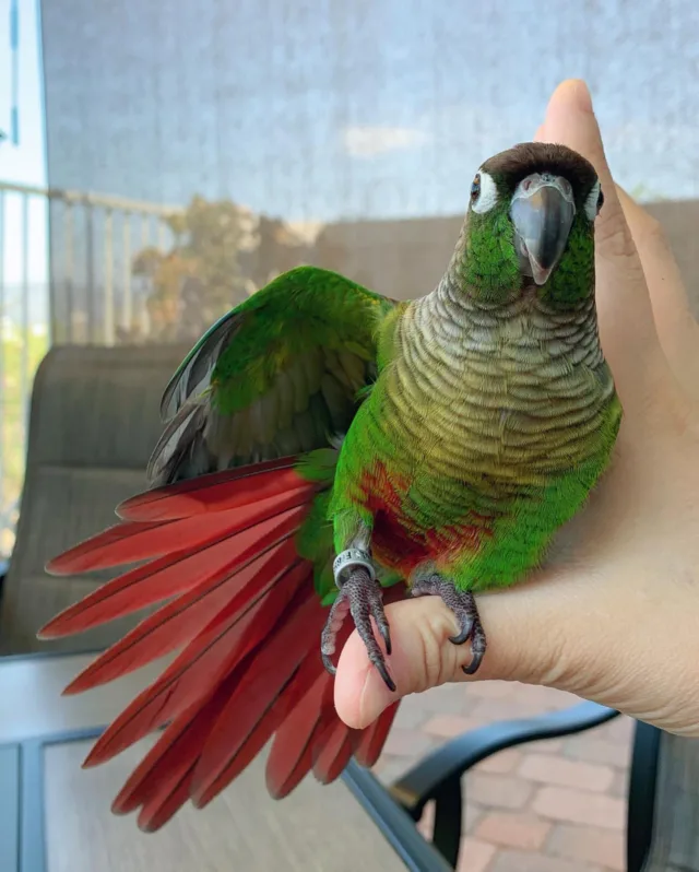 green cheek conure bird for sale