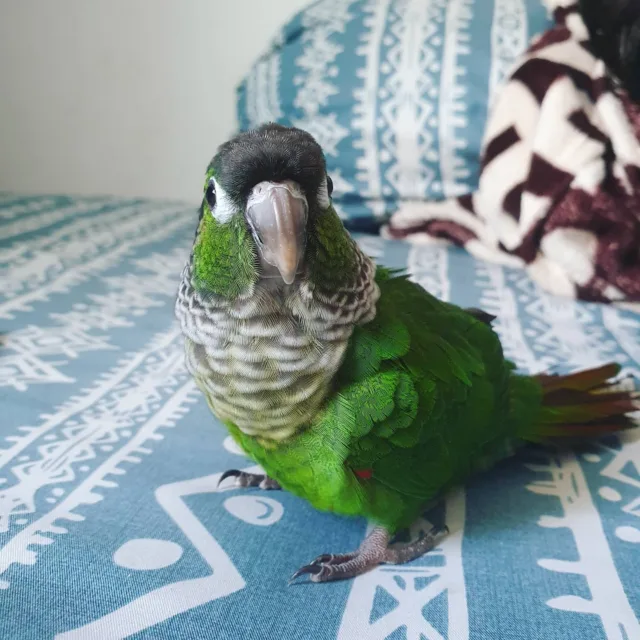 green cheek conure parrot for sale