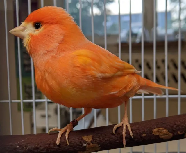 red canary bird for sale