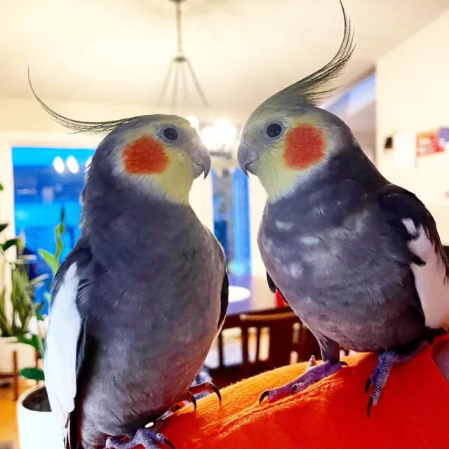 cockatiel birds for sale