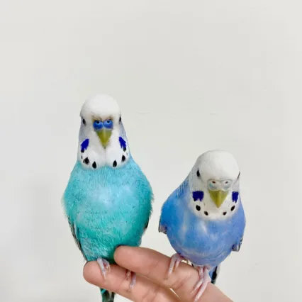 bourke parakeet birds for sale