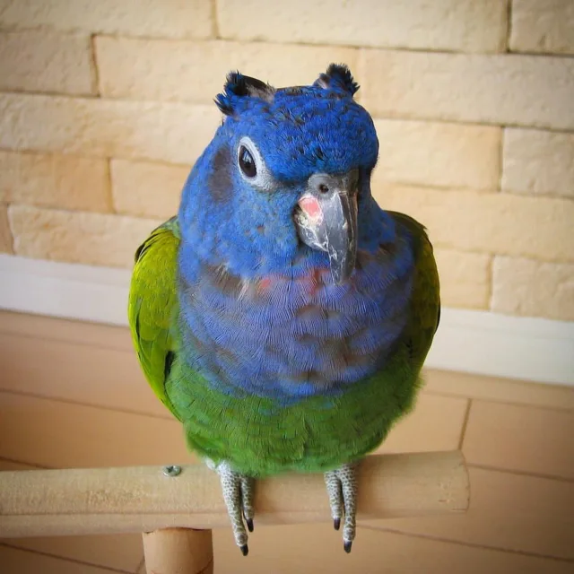 blue headed pionus parrot for sale