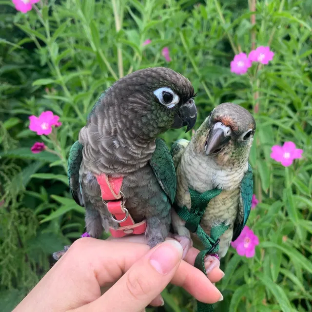 pionus parrot for sale