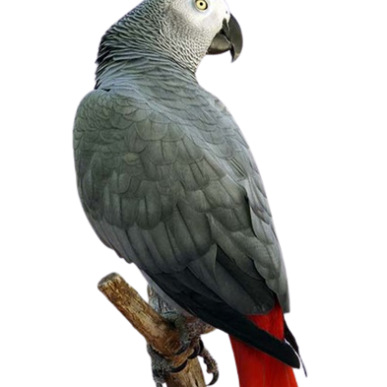 African Grey Parrots