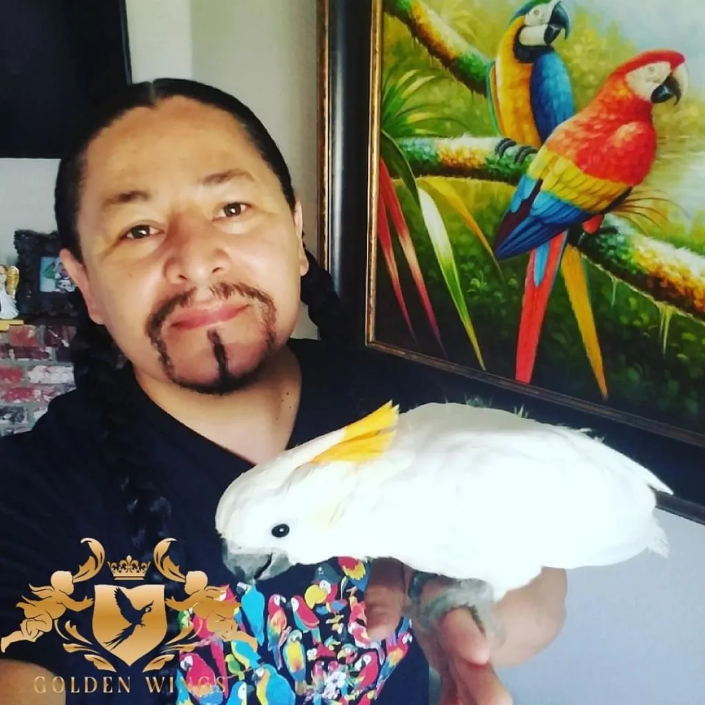 Cockatiel Bird Breeders Facebook