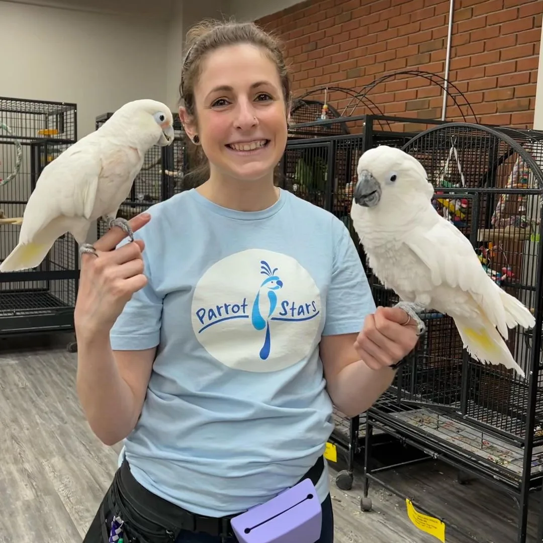 Reputable Parrot Breeders Winnipeg