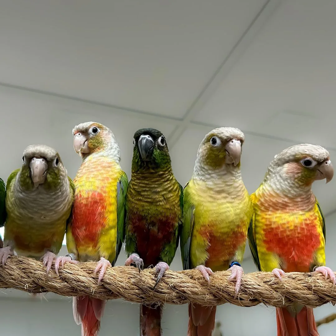 Reputable Parrot Breeders in BC