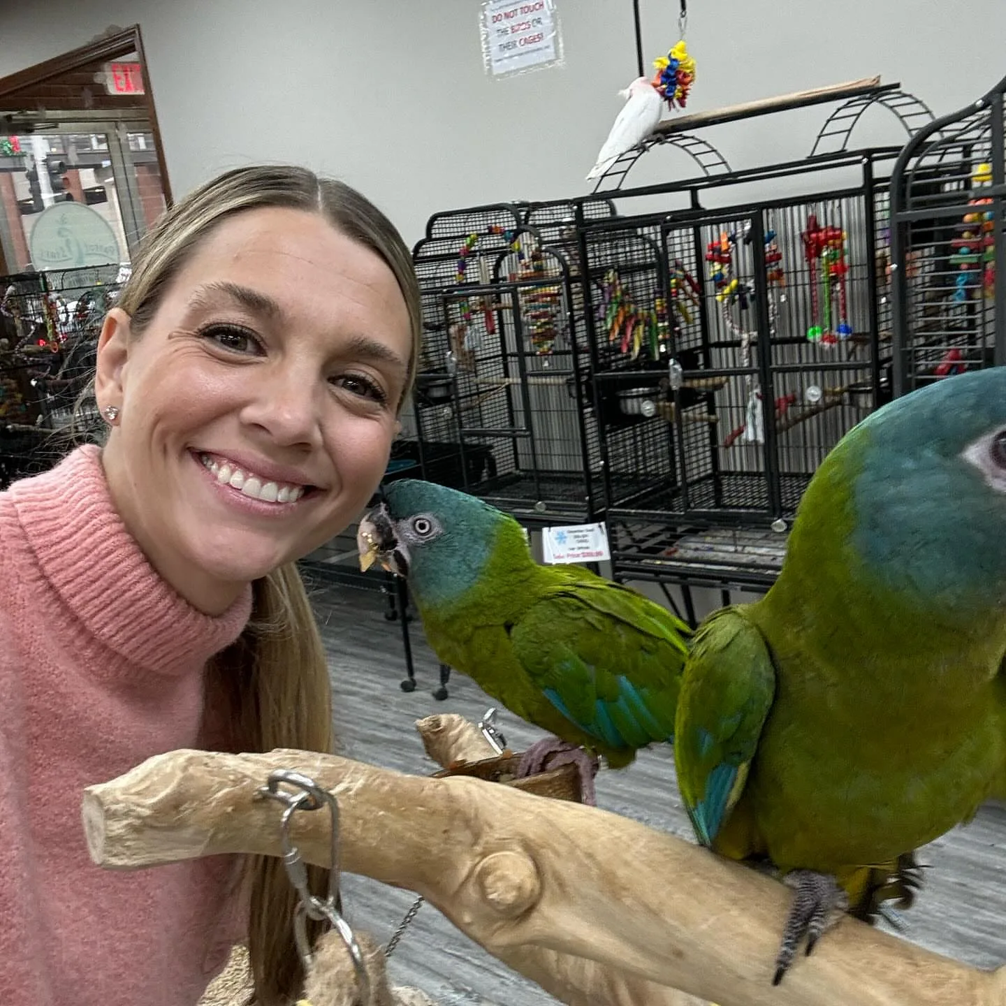 Reputable Parrot Breeders in Alberta